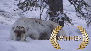 Permalink to: Best Documentary Short – “Miessemánnu – A calf born in winter” (Finland)